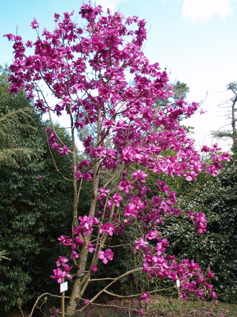 Magnolia campbellii sub species mollicomata Lanarth